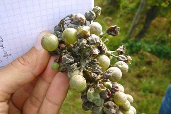 Фунгициды для винограда системные органические комплексные