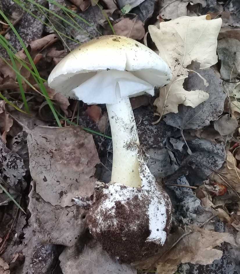 Млечник белый – гриб, нуждающийся в дополнительной обработке | огородники