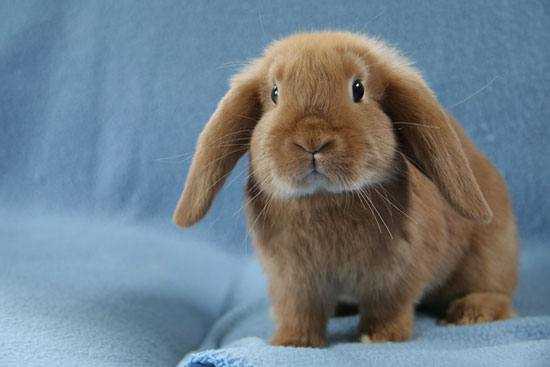 Кролик вислоухий баран: фото, описание породы. Разведение, уход и содержание в домашних условиях.