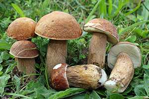 Белые грибы: когда собирать, где растут, польза и вред для организма