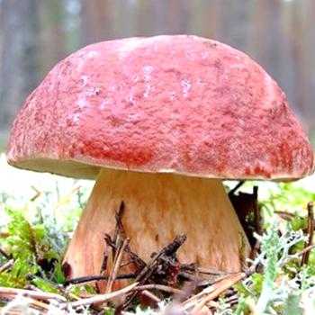Деликатес с грядки: дедушка научил выращивать белые грибы на даче