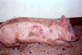 Рожа свиней: патогенез, клиническая картина и диагностирование. реферат. сельское хозяйство. 2011-03-20