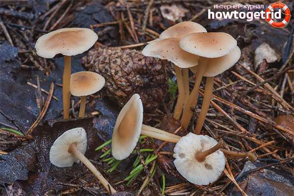 Коричневые грибы: фото с описанием съедобных видов и похожих опасных двойников