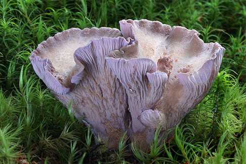 Глава 5 экологические особенности и урожайность наиболее распространенных съедобных грибов. справочник грибника