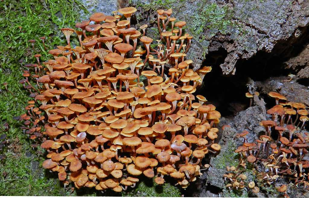Ксеромфалина колокольчатая (xeromphalina campanella s.l.) –  грибы сибири