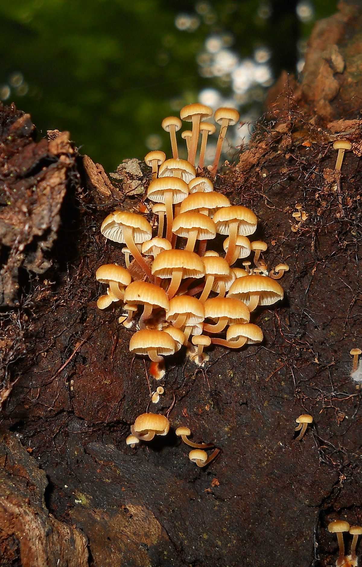 Ксеромфалина колокольчатая (xeromphalina campanella s.l.) –  грибы сибири