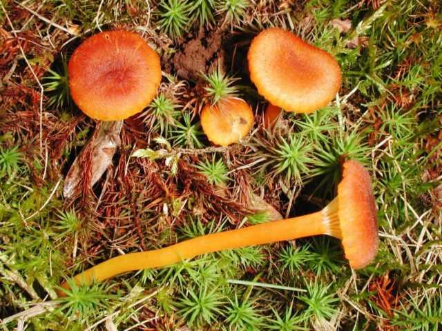 Опасный ядовитый гриб — рядовка мышиная или заостренная