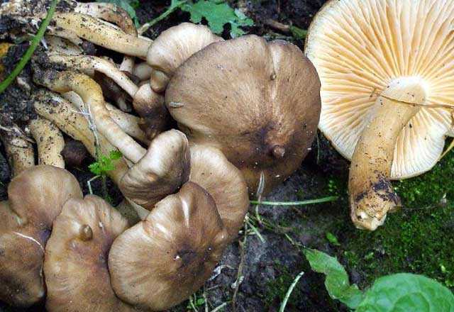 Съедобные грибы рядовки: фото и описание рядовки желто-красной, серой и фиолетовой