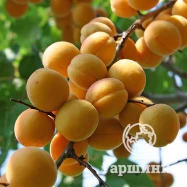 Как вырастить абрикос из косточки: особенности посадки, ухода и плодоношения