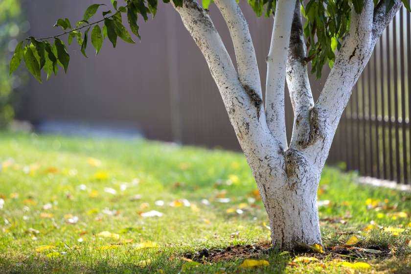 Когда и как белить деревья в саду осенью: сроки, составы побелки и пошаговая инструкция