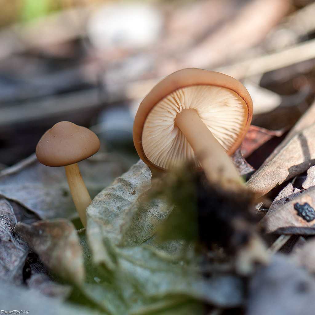 Коллибия лесолюбивая: описание и характеристика грибов, съедобность и польза, рецепты приготовления, фото. Существующие двойники и их отличия.