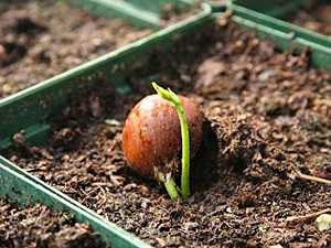 Чем подкормить плодовые деревья: корневое и поверхностное удобрение