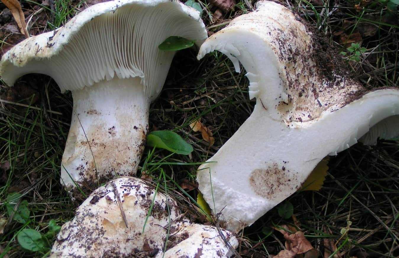 50 фото разных видов грибов грузди, ? их полезные свойства и противопоказания