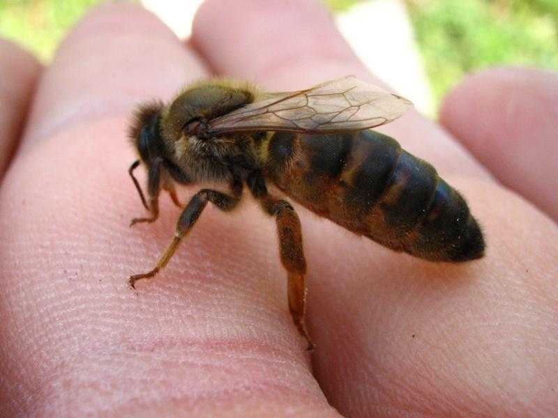 Пчелы бакфаст – особенности, плюсы и минусы