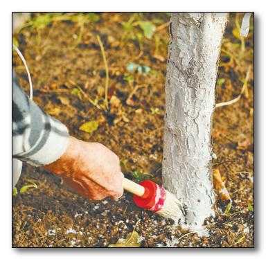 Основные причины трещин деревьев: как и почему появляются трещины, способы решения и профилактики