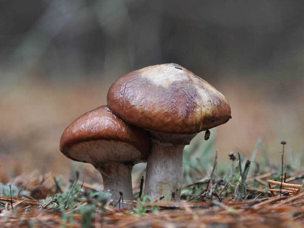Описание внешнего вида масленка болотного с фото. Места и особенности произрастания гриба. Краткая сводка о грибах, сходных с масленком желтоватым.