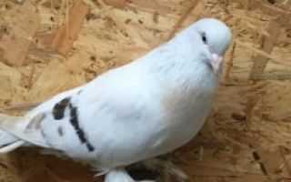 Описание голубей такла: масти и их название, содержание и разведение породы