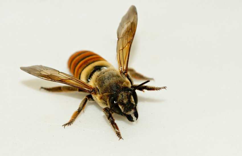 Пчелы убийцы: африканские насекомые-тигры