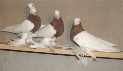 Бойные голуби: особенности, породы и выращивание