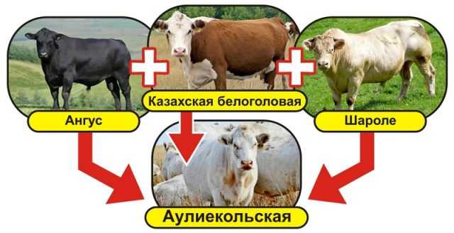 Швицкая порода коров: характеристика, плюсы и минусы крс