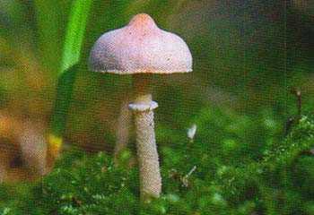 Цистолепиота полуголая (cystolepiota seminuda) –  грибы сибири
