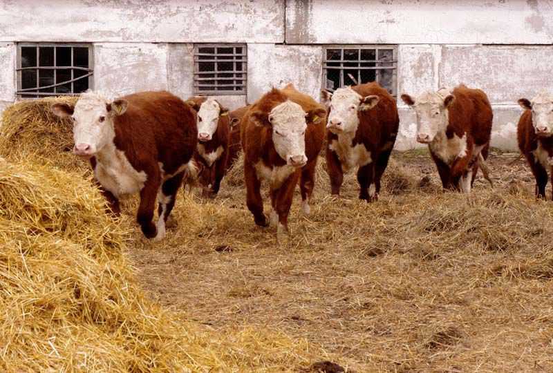 Герефордская порода коров: особенности содержания, питания и разведения