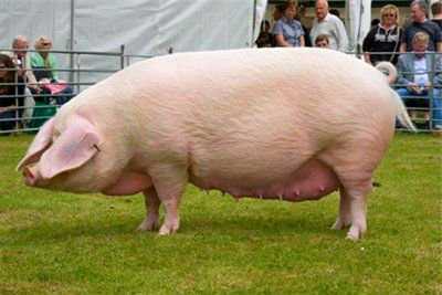 Самые большие свиньи (23 фото): огромные лесные особи, самые крупные поросята в мире. самая большая свинья в россии