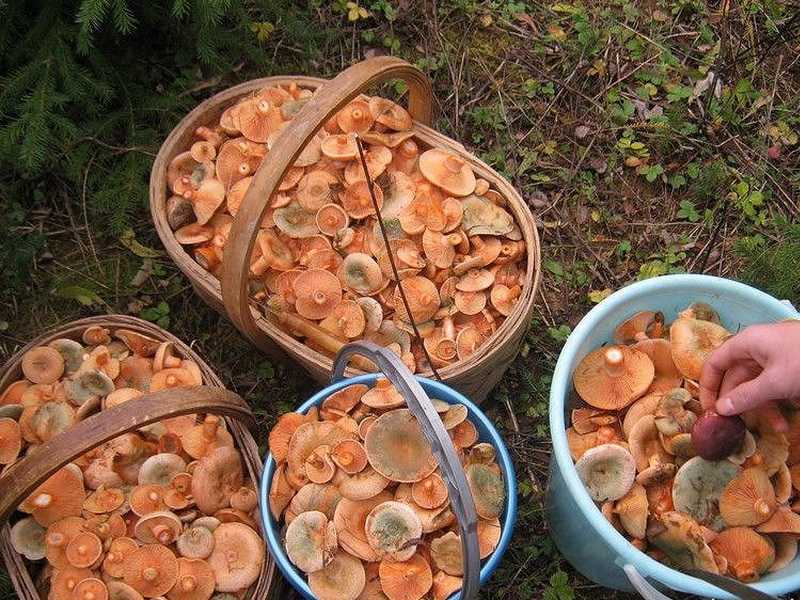 Горечь в лисичках: почему грибы горчат после жарки, варки, заморозки, что делать в этом случае