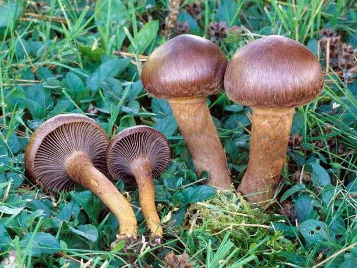 Куриный гриб – деликатесное оранжевое древесное чудо