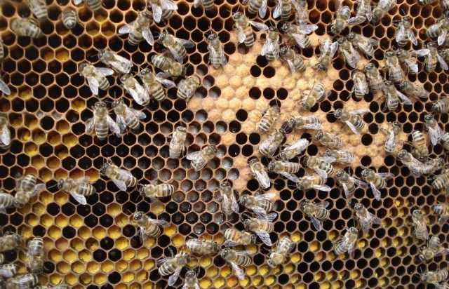 Роение пчел: признаки, предупреждение роения, особенности процесса и поиск нового роя (90 фото)