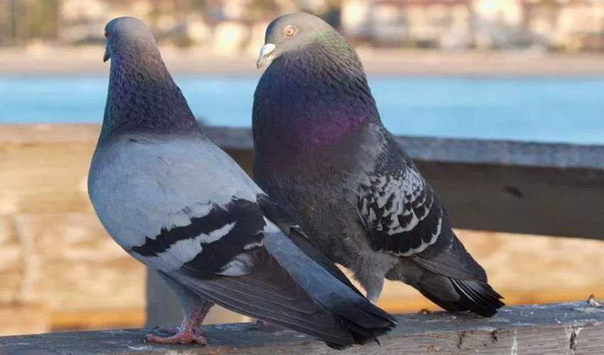 Информация о том, сколько живут голуби и способы определения их возраста