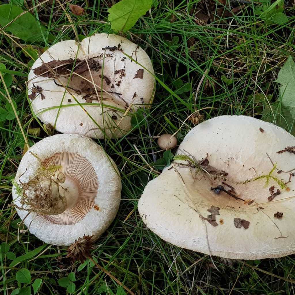 Гриб белянка или волнушка белая: фото, описание и как готовить гриб