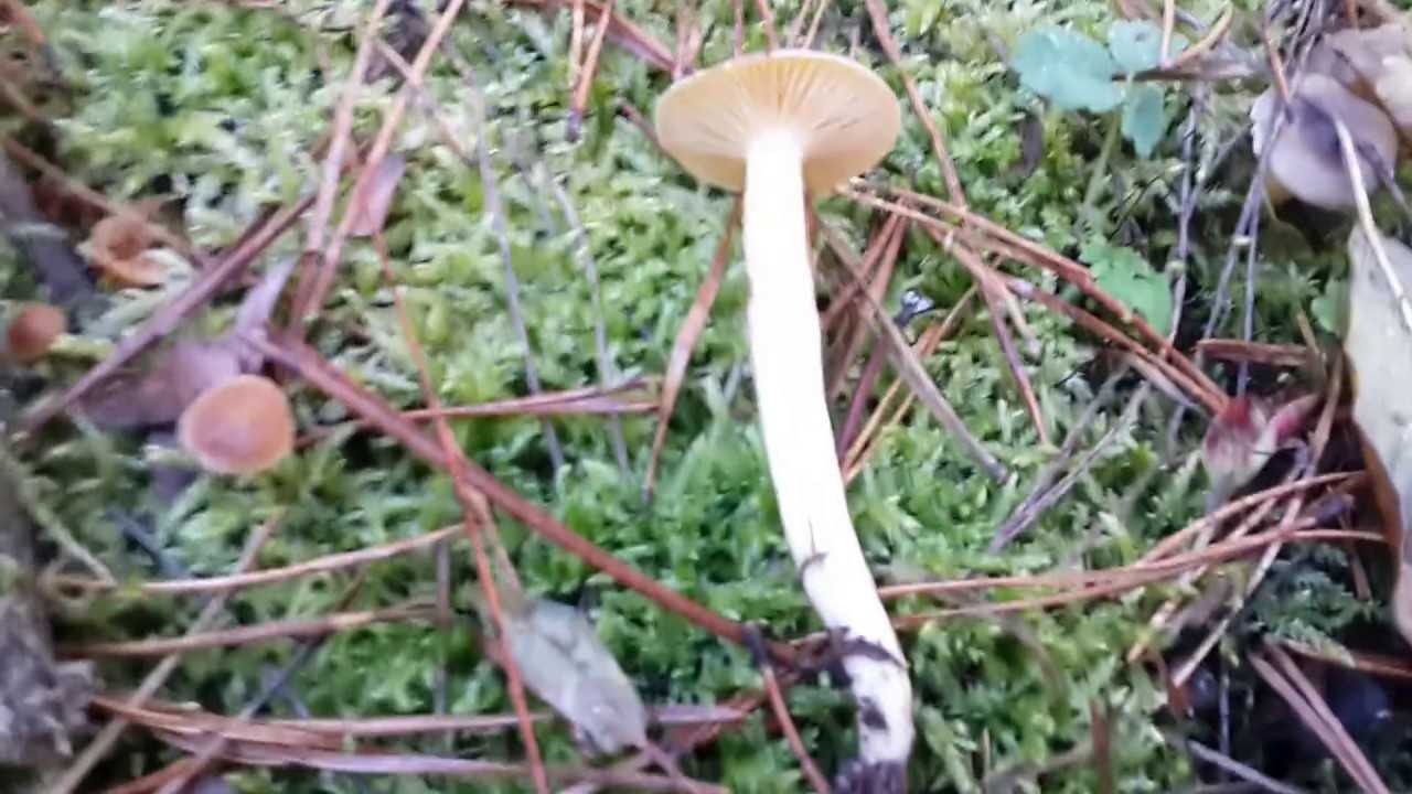 Гигрофор луговой – гриб, растущий среди трав лугов