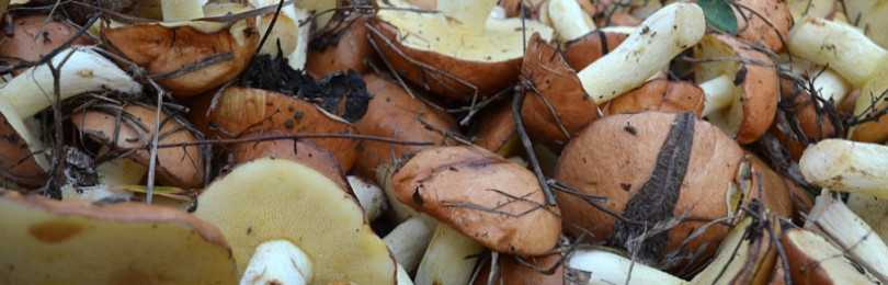 Какие грибы не бывают червивыми? – огород, сад, балкон