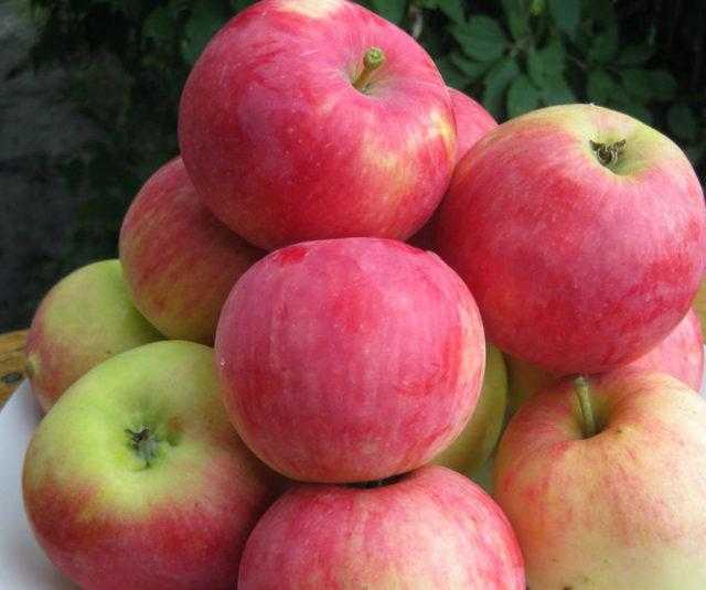 Разновидности и характеристика яблони мельба – когда созревает урожайный сорт