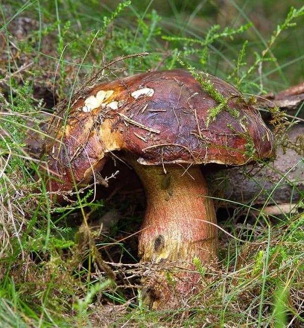 Дубовик крапчатый – гриб с полезными свойствами