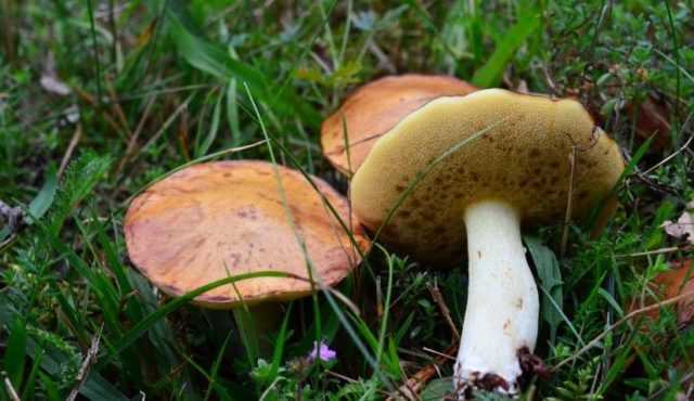 Через сколько дней растут грибы после дождя. сколько растет гриб после дождя?