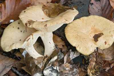 Как отличить съедобные грибы: фото, описания и названия
как отличить съедобные грибы: фото, описания и названия