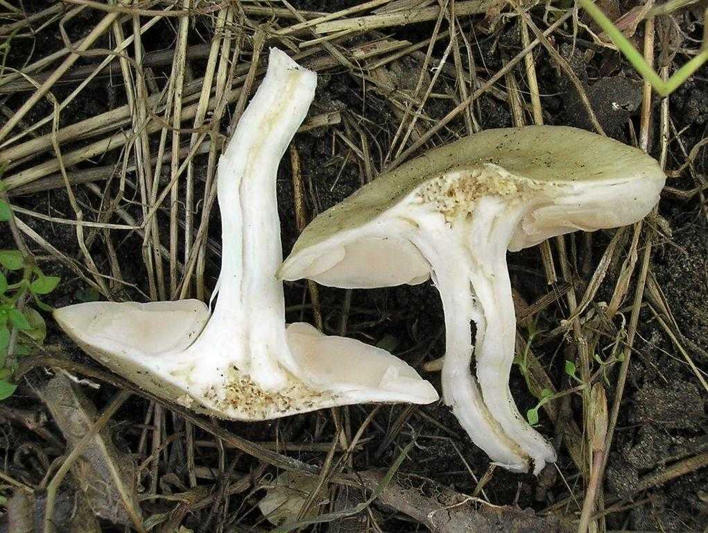 Энтолома горшечная (entoloma chytrophilum) –  грибы сибири