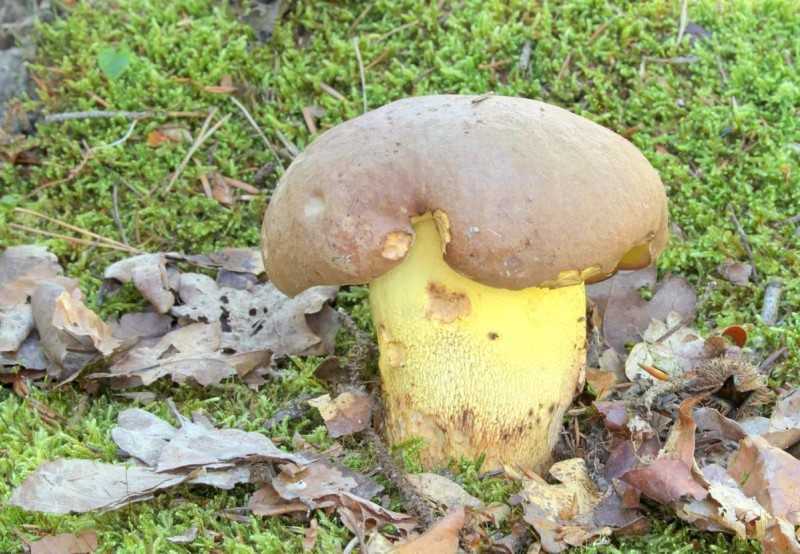 Как не попасть на ложный боровик: список несъедобных грибов