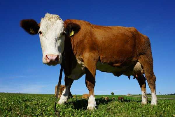 Анаплазмоз крупного рогатого скота - болезни коров