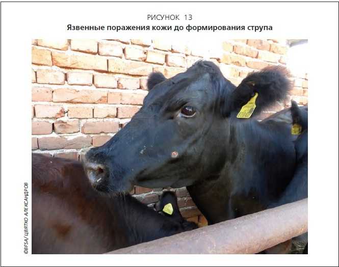 Мастит у коров: причины, симптомы, способы лечения ао "витасоль"