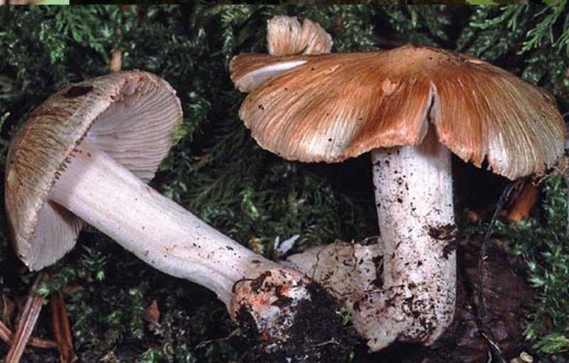 Где растет гриб сетконоска и его описание (+17 фото)