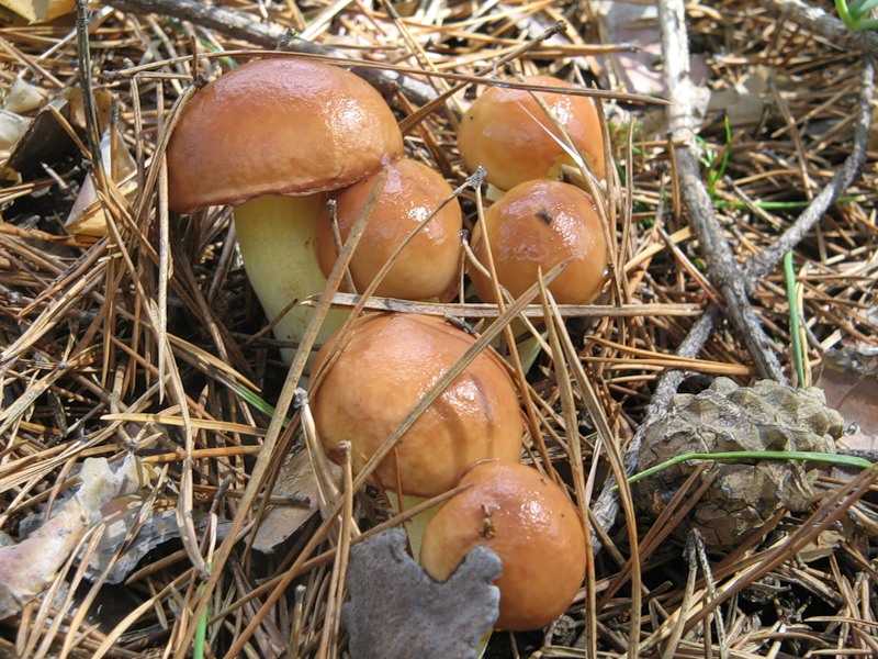 Правила хранения маринованных грибов под крышкой и в открытом виде