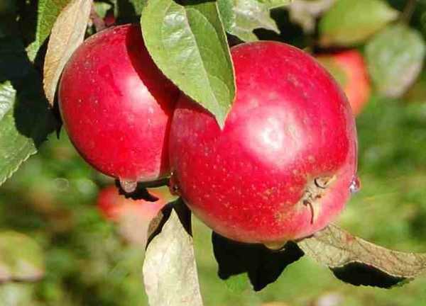 Яблоня анис свердловский: особенности сорта и ухода