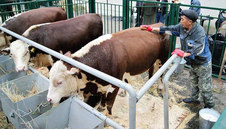 Особенности содержания коровы в личном хозяйстве