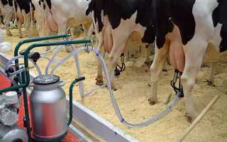 Как доить корову руками?