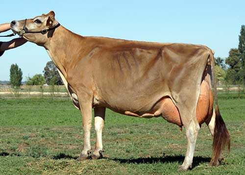Айрширская порода коров: фото, описание