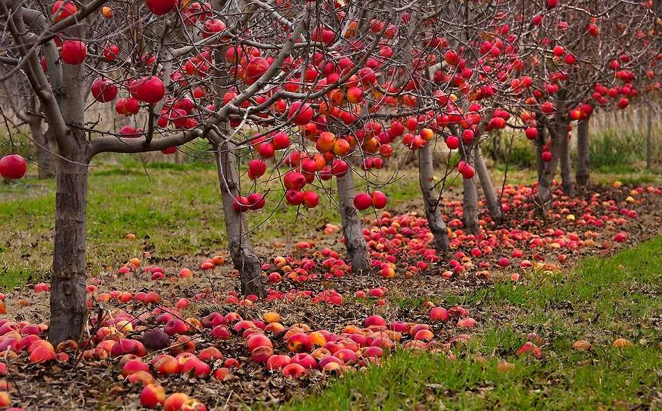 Когда сажать плодовые деревья: все о правилах посадки и самых приемлемых сроках весной и осенью | советы и рекомендации (фото & видео)