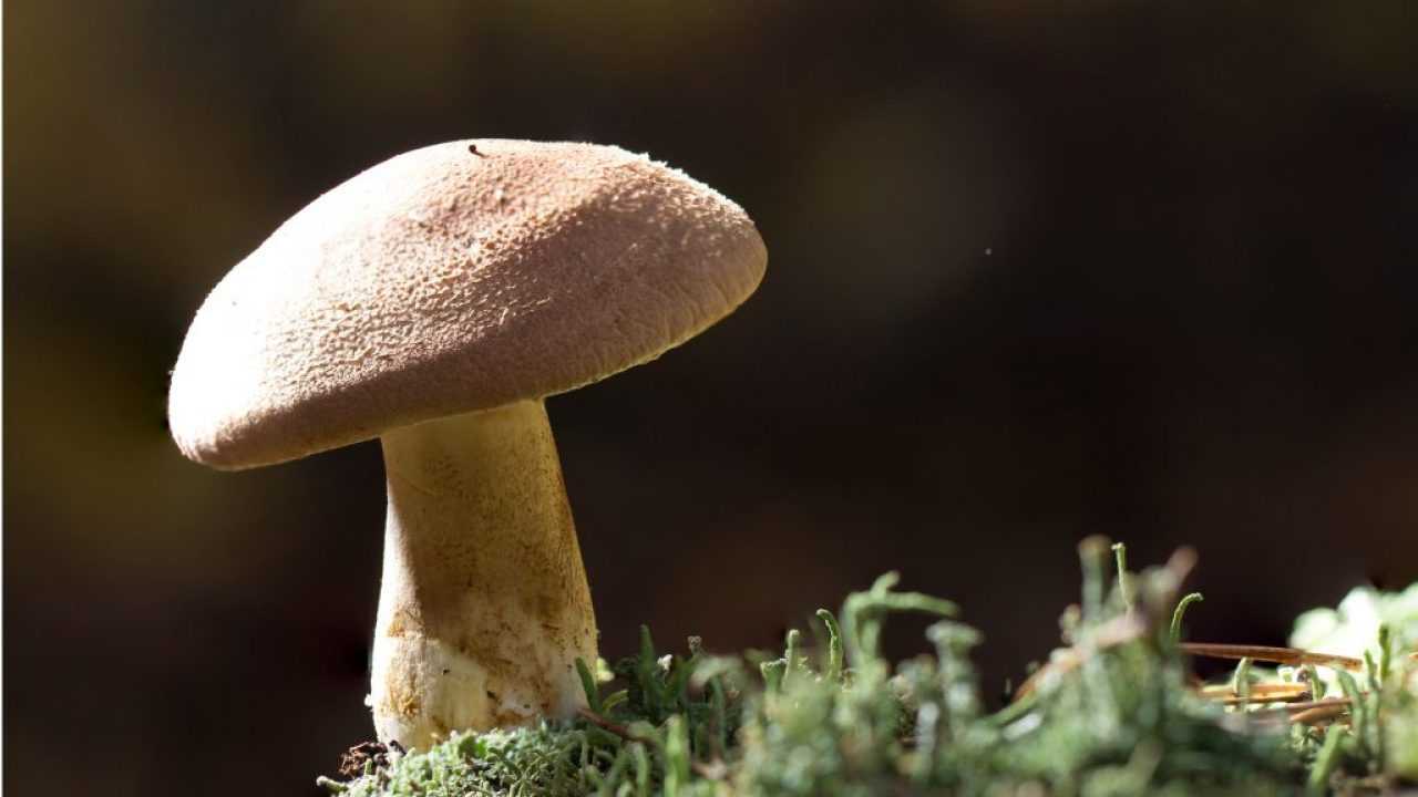 Рядовка — гриб, который пора оценить по достоинству
